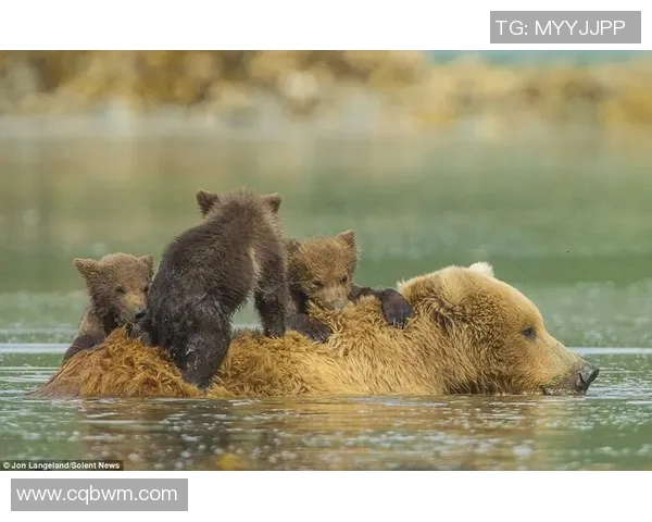 灰熊深夜发文,疑似回应转会传闻 灰熊深夜发文,疑似回应转会传闻